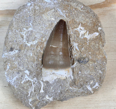 AUTHENTIC MOSASAUR TOOTH IN MATRIX