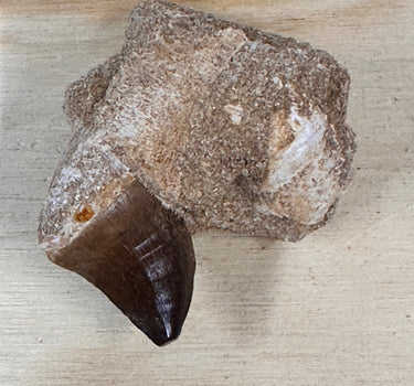 AUTHENTIC MOSASAUR TOOTH IN MATRIX