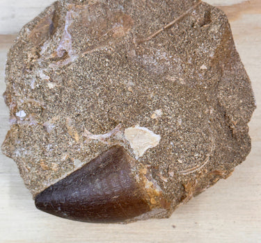 AUTHENTIC MOSASAUR TOOTH IN MATRIX