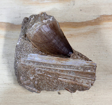 AUTHENTIC MOSASAUR TOOTH IN MATRIX