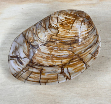 POLISHED FOSSILIZED CLAM. 3"