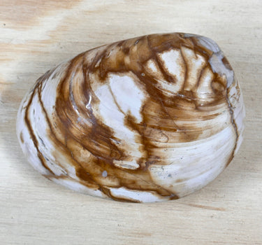 POLISHED FOSSILIZED CLAM. 3"