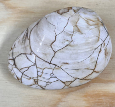 POLISHED FOSSILIZED CLAM. 3"