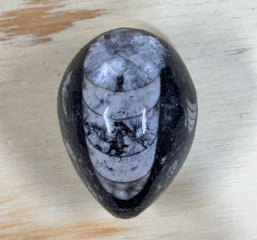 POLISHED ORTHOCERAS FOSSIL EGG