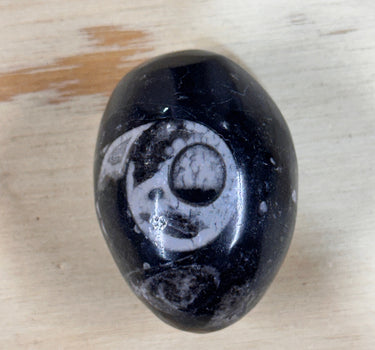 POLISHED ORTHOCERAS FOSSIL EGG