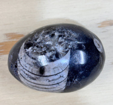 POLISHED ORTHOCERAS FOSSIL EGG