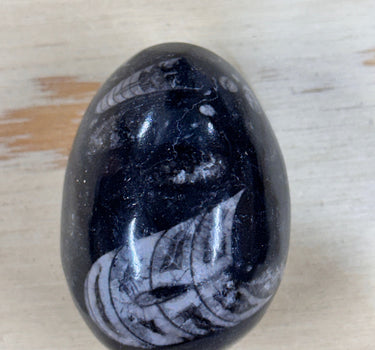 POLISHED ORTHOCERAS FOSSIL EGG