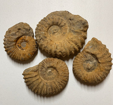 EXTRA LARGE ROUGH AMMONITE