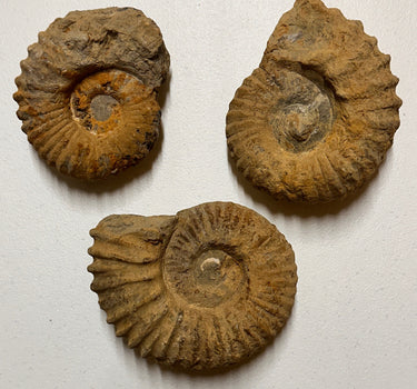 EXTRA LARGE ROUGH AMMONITE