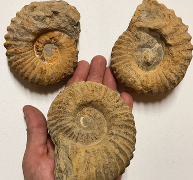 EXTRA LARGE ROUGH AMMONITE