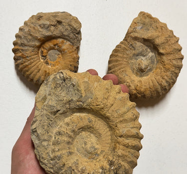 EXTRA LARGE ROUGH AMMONITE