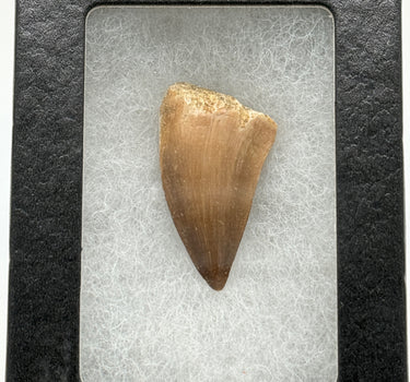FOSSILS