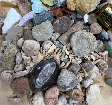 THE QUART MINI MINER FOSSIL FREAK - NATURAL CRYSTAL AND FOSSIL MINING BUCKET