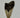 MEGALODON TOOTH 75%  COMPLETE (3" TO 6")