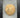 AUTHENTIC FOSSILIZED SAND DOLLAR IN RIKER CASE