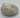 POLISHED FOSSILIZED CLAM