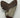 AUTHENTIC 5.66 INCH MEGALODON TOOTH #2