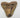 AUTHENTIC 5.15 INCH MEGALODON TOOTH #3