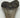 AUTHENTIC 4.5 INCH MEGALODON TOOTH #4