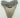 AUTHENTIC 5.15 INCH FULL MEGALODON TOOTH FOSSIL #01