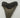 AUTHENTIC 5.15 INCH FULL MEGALODON TOOTH FOSSIL #01