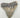AUTHENTIC 5.41 INCH FULL MEGALODON TOOTH FOSSIL #07