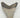 AUTHENTIC 4.28 INCH FULL MEGALODON TOOTH FOSSIL #08
