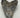 AUTHENTIC 5.15 INCH FULL MEGALODON TOOTH FOSSIL #011