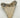 AUTHENTIC 4.73 INCH FULL MEGALODON TOOTH FOSSIL #014