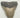 AUTHENTIC 4.68 INCH FULL MEGALODON TOOTH FOSSIL #015