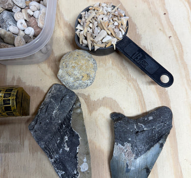 THE MEGALODON ONE GALLON NATURAL CRYSTAL AND FOSSIL MINING BUCKET