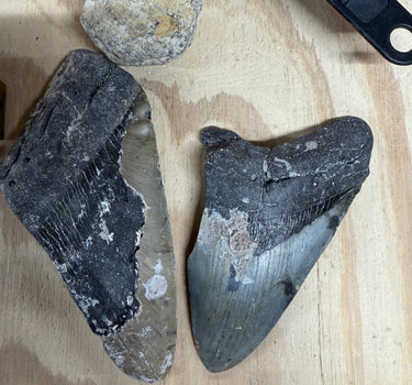 THE MEGALODON ONE GALLON NATURAL CRYSTAL AND FOSSIL MINING BUCKET