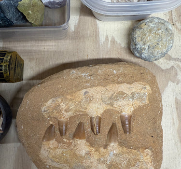 THE MOSASAUR ONE GALLON NATURAL CRYSTAL AND FOSSIL MINING BUCKET