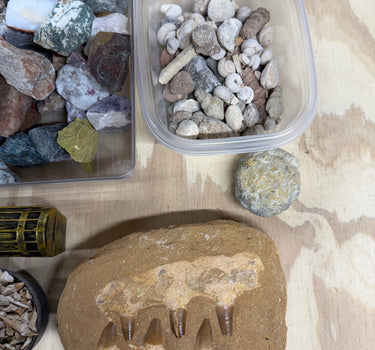 THE MOSASAUR ONE GALLON NATURAL CRYSTAL AND FOSSIL MINING BUCKET