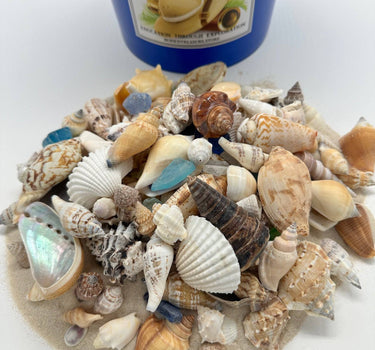 1 GALLON SEASHELL MINING BUCKET