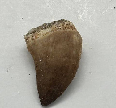 FOSSIL MOSASAUR TOOTH