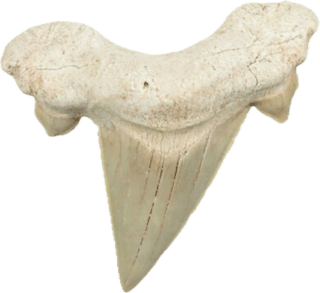 FOSSIL OTODUS SHARK TOOTH