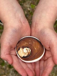 FOSSILIZED SHIVA SHELL