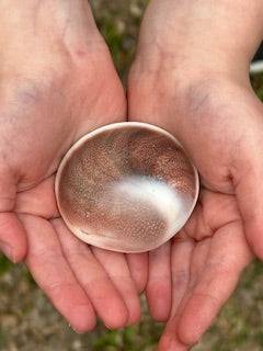 FOSSILIZED SHIVA SHELL