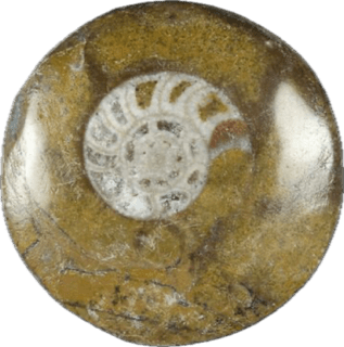 POLISHED FOSSIL GONIATITE