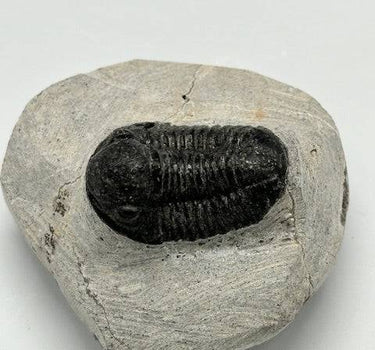 PROETUS TRILOBITE IN MATRIX