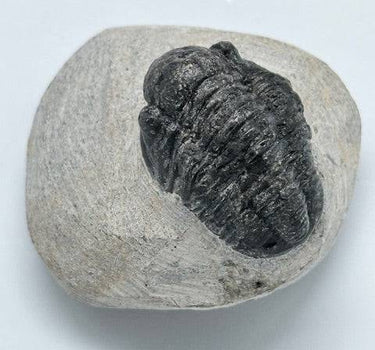 PROETUS TRILOBITE IN MATRIX